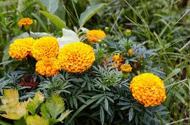 Attēlu rezultāti vaicājumam “Tagetes leaf”