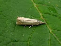 Attēlu rezultāti vaicājumam “Chrysoteuchia culmella”