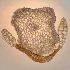 Attēlu rezultāti vaicājumam “Dicranum bonjeanii”