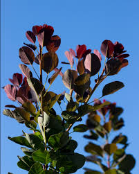 Attēlu rezultāti vaicājumam “Cotinus coggygria leaf”