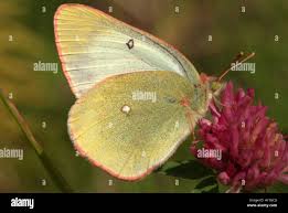 Attēlu rezultāti vaicājumam “Colias palaeno male”