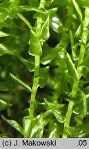 Attēlu rezultāti vaicājumam “Calliergon cordifolium”