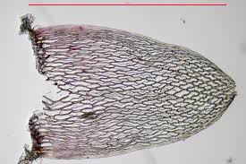 Attēlu rezultāti vaicājumam “Sphagnum rubellum”