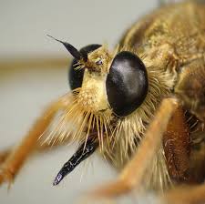Attēlu rezultāti vaicājumam “Asilus crabroniformis”