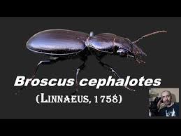 Attēlu rezultāti vaicājumam “Broscus cephalotes”