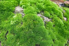 Attēlu rezultāti vaicājumam “Bryum caespiticium”