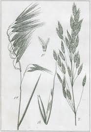 Attēlu rezultāti vaicājumam “Bromus secalinus”