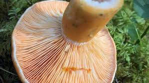 Attēlu rezultāti vaicājumam “Lactarius deterrimus”