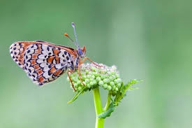 Attēlu rezultāti vaicājumam “Melitaea phoebe”