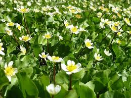 Attēlu rezultāti vaicājumam “Caltha palustris”