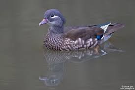 Attēlu rezultāti vaicājumam “Aix galericulata male”