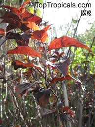 Attēlu rezultāti vaicājumam “Prunus cerasifera var. divaricata bud”