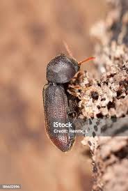 Attēlu rezultāti vaicājumam “Anobiidae”