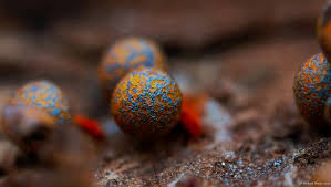 Attēlu rezultāti vaicājumam “Physarum psittacinum stalked”