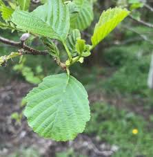 Attēlu rezultāti vaicājumam “Alnus glutinosa leaf”