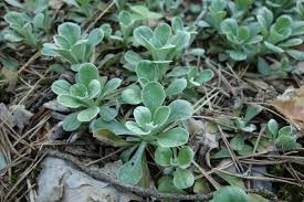 Attēlu rezultāti vaicājumam “Antennaria dioica leaf”