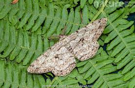 Attēlu rezultāti vaicājumam “Hypomecis roboraria”