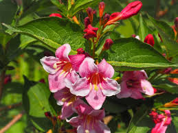 Attēlu rezultāti vaicājumam “Weigela praecox”