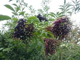 Attēlu rezultāti vaicājumam “Sambucus nigra”