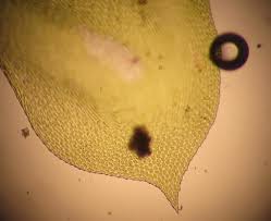 Attēlu rezultāti vaicājumam “Neckera complanata sporophyte”