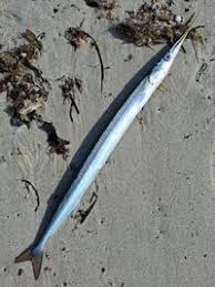 Image result for Belone belone