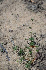 Attēlu rezultāti vaicājumam “Spergula arvensis”