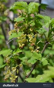 Attēlu rezultāti vaicājumam “Ribes rubrum flower”