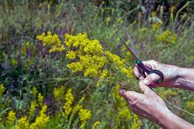 Attēlu rezultāti vaicājumam “Galium verum flower”