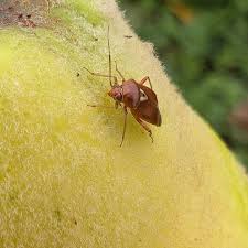 Attēlu rezultāti vaicājumam “Lygus pratensis”