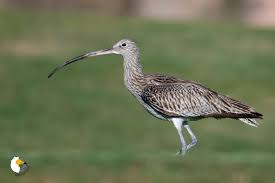 Attēlu rezultāti vaicājumam “Numenius arquata”