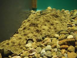 Image result for Paralichthys dentatus