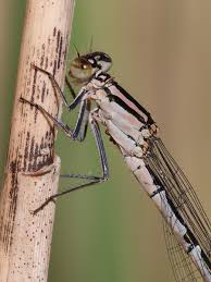 Attēlu rezultāti vaicājumam “Enallagma cyathigerum”