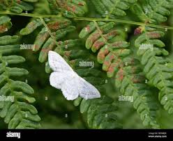 Attēlu rezultāti vaicājumam “Scopula floslactata”