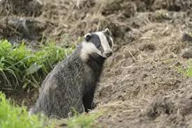 Attēlu rezultāti vaicājumam “Meles meles adult”