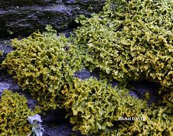 Attēlu rezultāti vaicājumam “Xanthoria candelaria”