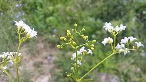 Attēlu rezultāti vaicājumam “Galium rivale”