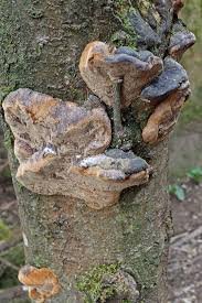 Attēlu rezultāti vaicājumam “Phellinus”