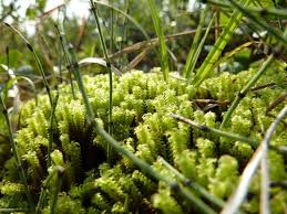 Attēlu rezultāti vaicājumam “Paludella squarrosa”