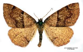 Attēlu rezultāti vaicājumam “Plagodis pulveraria”