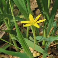 Attēlu rezultāti vaicājumam “Gagea pratensis flower”