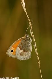 Attēlu rezultāti vaicājumam “Coenonympha pamphilus upperside”