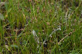 Attēlu rezultāti vaicājumam “Eleocharis quinqueflora”