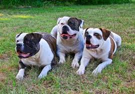 Image result for Bulldogs Power and strength
