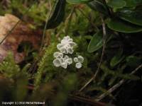 Attēlu rezultāti vaicājumam “Rimbachia neckerae”