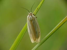 Attēlu rezultāti vaicājumam “Spiris striata”