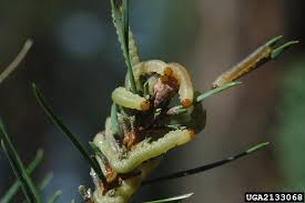 Attēlu rezultāti vaicājumam “Diprion pini”