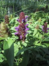 Attēlu rezultāti vaicājumam “Prunella vulgaris”