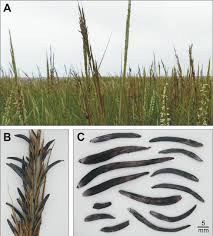 Attēlu rezultāti vaicājumam “Claviceps purpurea”