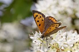 Attēlu rezultāti vaicājumam “Lycaena phlaeas underside”