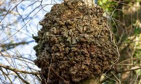 Attēlu rezultāti vaicājumam “Taphrina betulina”